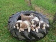 wheel of cuteness