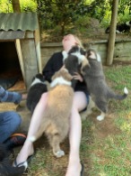 Pups attacking Kate