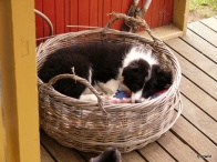 in the basket