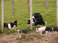 WATCHING THE PIGLETS